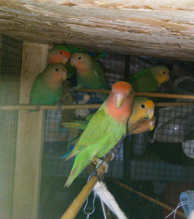Pui papagali Agapornis Amorezi pasăre blânzi