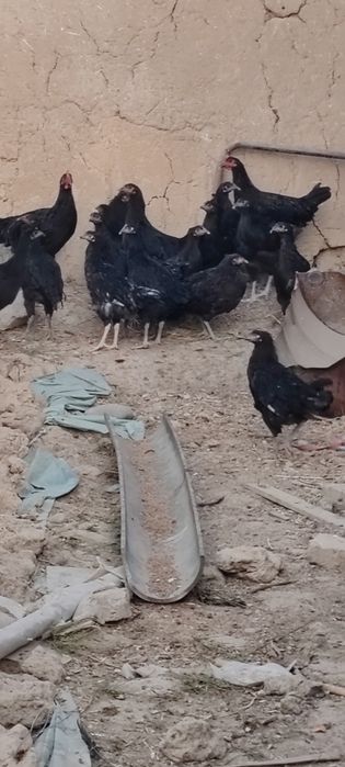 Qora shayxzoda tozasi 8 oyli tovuq xoroz kota kota 110000 min kami bor