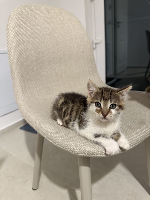 Donez pisicuta in varsta de 2 luni