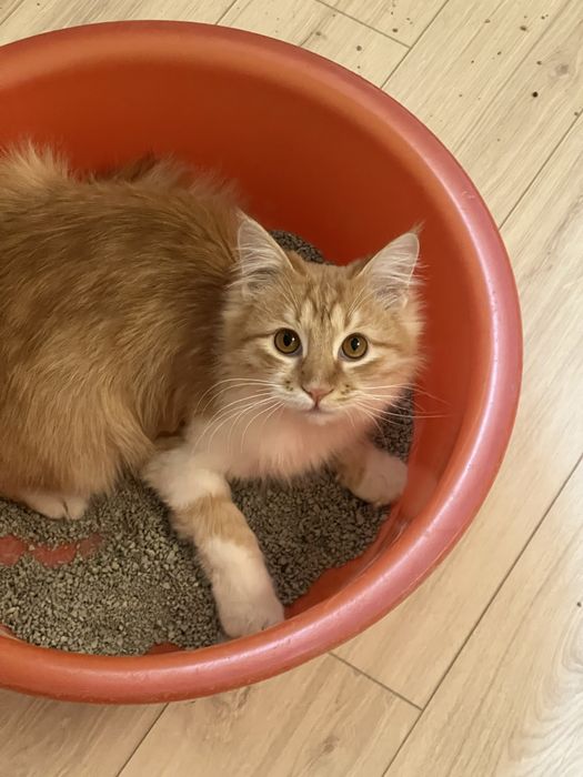 Котенок в добрые руки