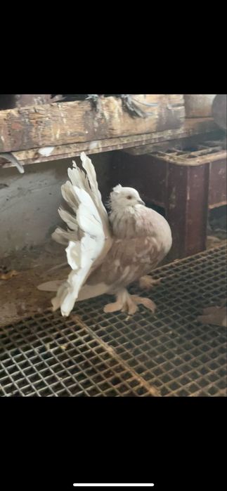 Porumbei Voltati indieni