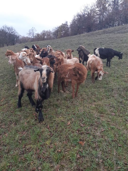 Vand 25 capre si țap