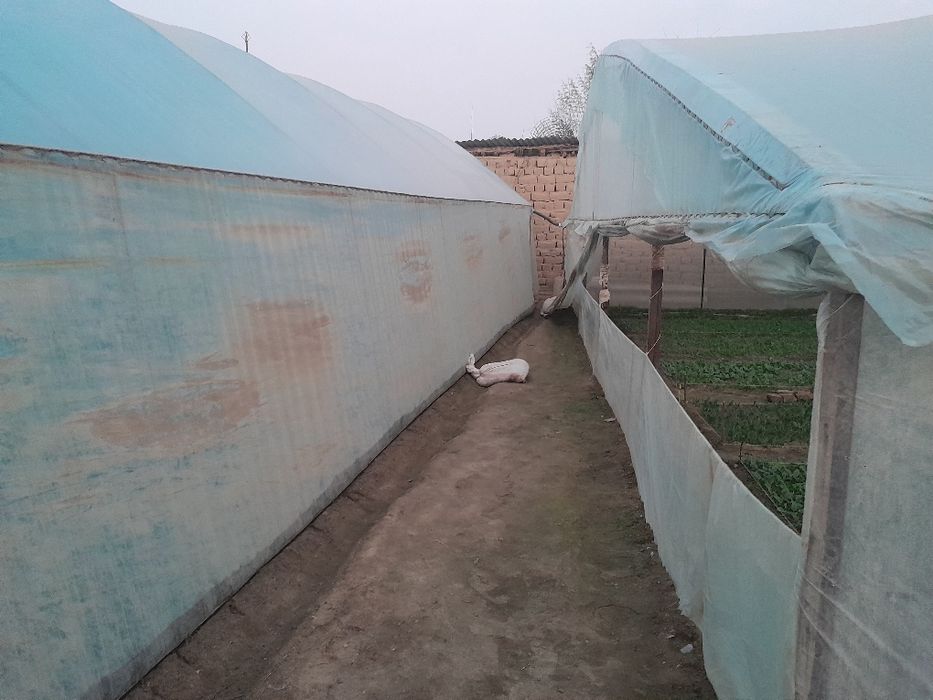 Уй сотилади 8 сотих