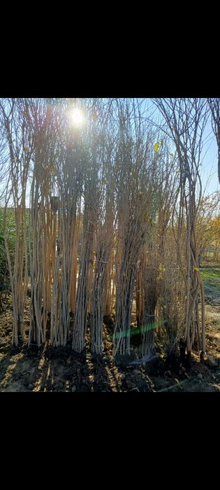 Тут кучатлари сотиладии манзил косон тумани  доставка бор келишилган х