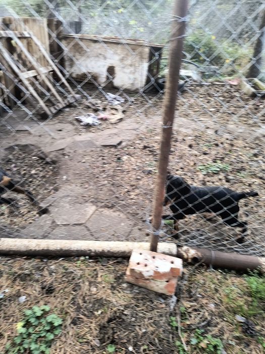 Ягтериери две женски на 6 месеца ваксинирани цена по 250 лв