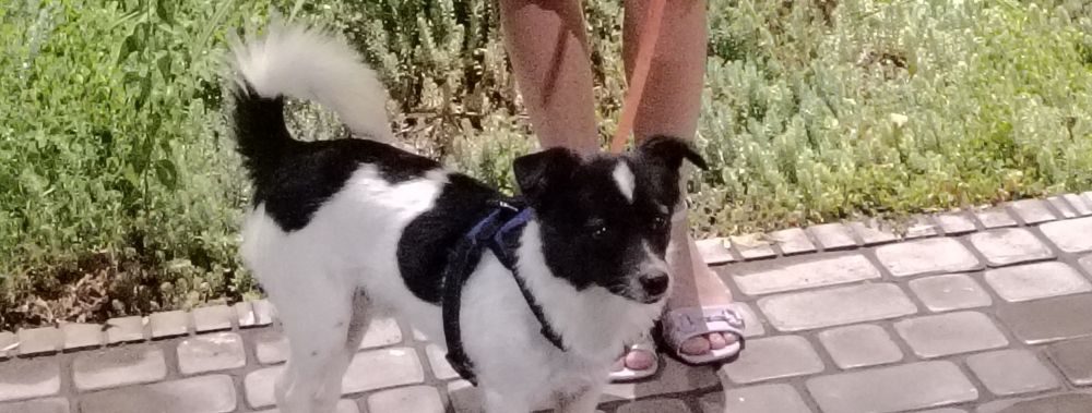 Отдам собаку в хорошие руки