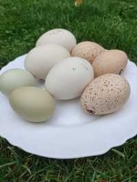 Vând ouă de Gaina, Curcă, ,păsări crescute in libertate,DOAR LA COMAND