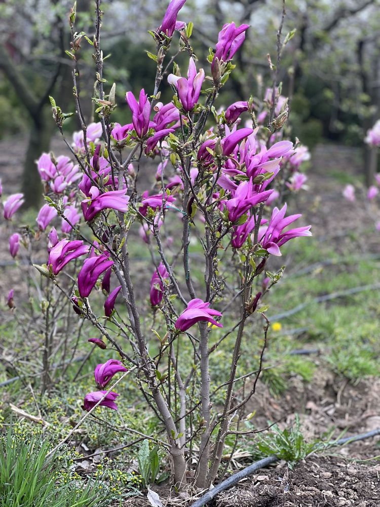 Plante ornamentale, gradina, tuia, magnolii, ienupar