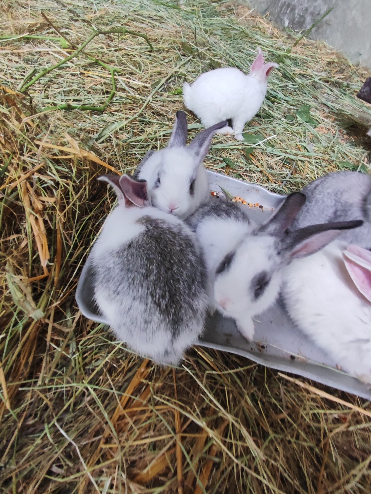 Кролики Домашние