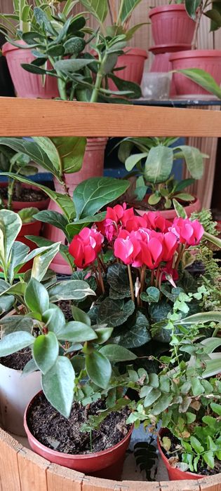 Комнатные растения живой букет карзинка