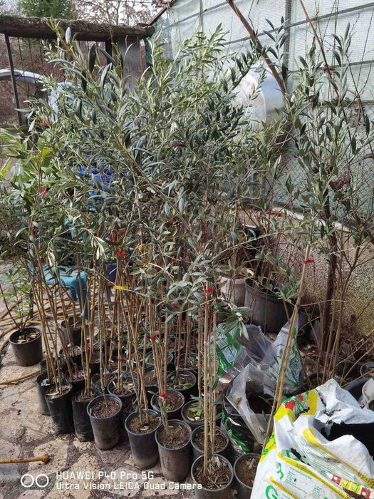 Маслина- налични 2 сорта