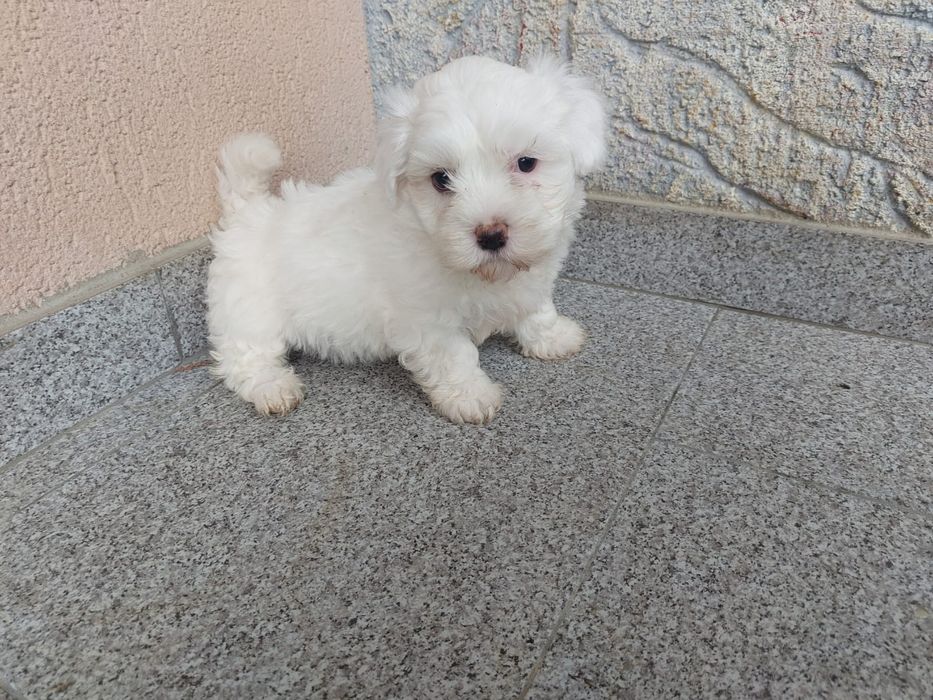 Bichonel maltez talie mica