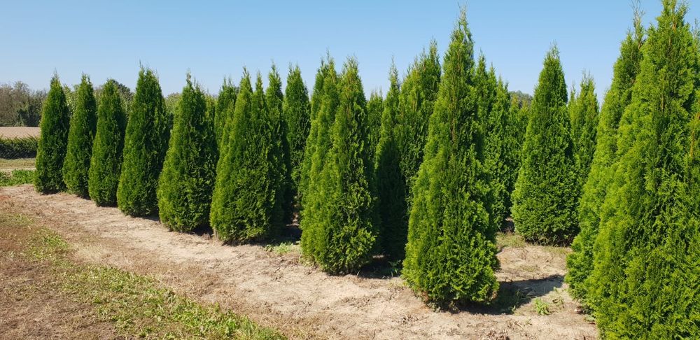 Poze reale 100% tuia (thuja)