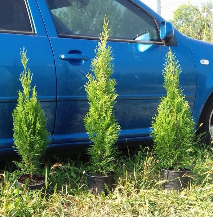 Leylandii / Tuia Smaragd / Laur Englezesc Novita / Photinia Red Robin