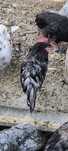 Cocoși australorp 2025