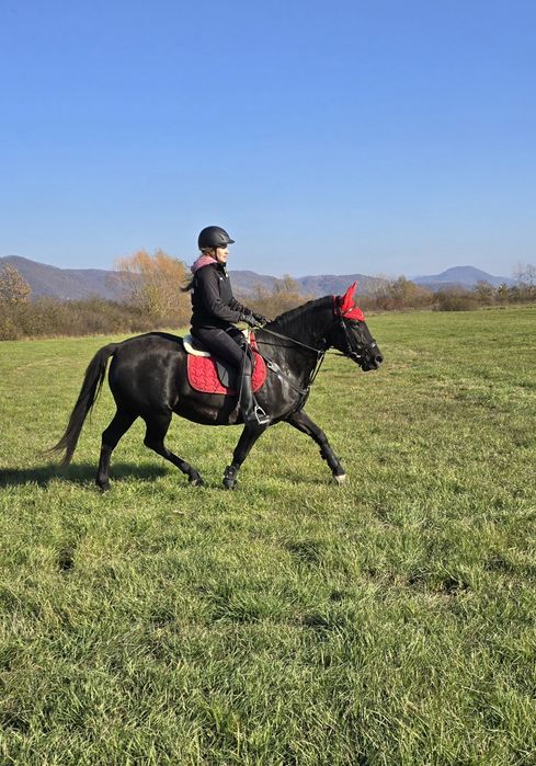 Cai de Sport Lipițan, KWPN