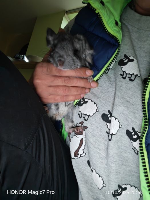 Две бебета чинчилки