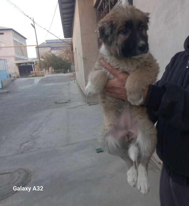 Кавказский щенок сотилади