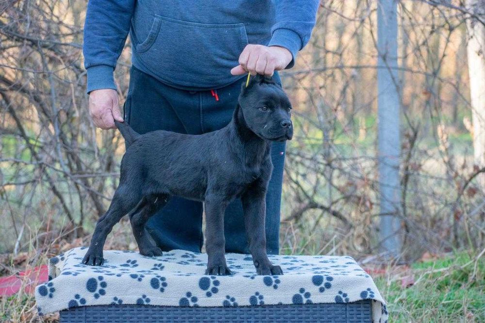 Cane corso mascul  4 luni