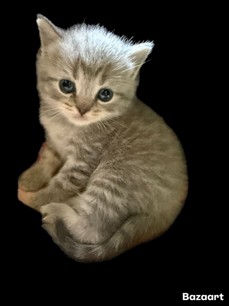 Котята британци Шиншиллы