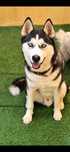 Donez husky mascul 2 ani jumate