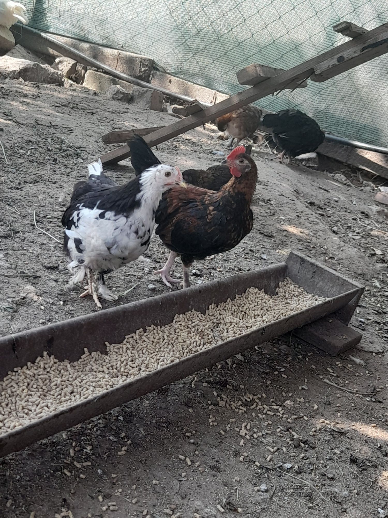 Vând sau schimb cu diverse pasari cocoșei pitici