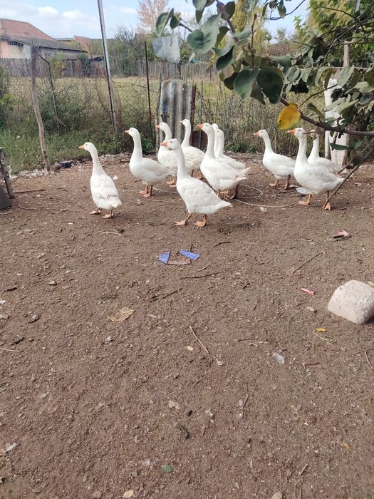 Vand gâște și boboci de gâște.