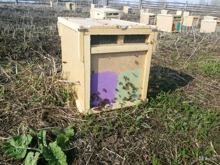 Продам пчел, пчелопакеты Карпатка и Карника 2023