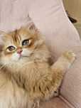 Fetita British Longhair Pedigree