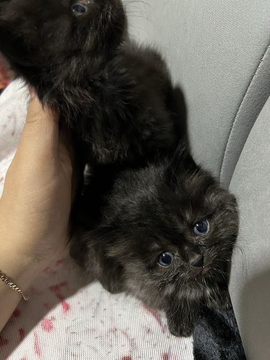 British shorthair ( британская короткошёрстная) болачалари