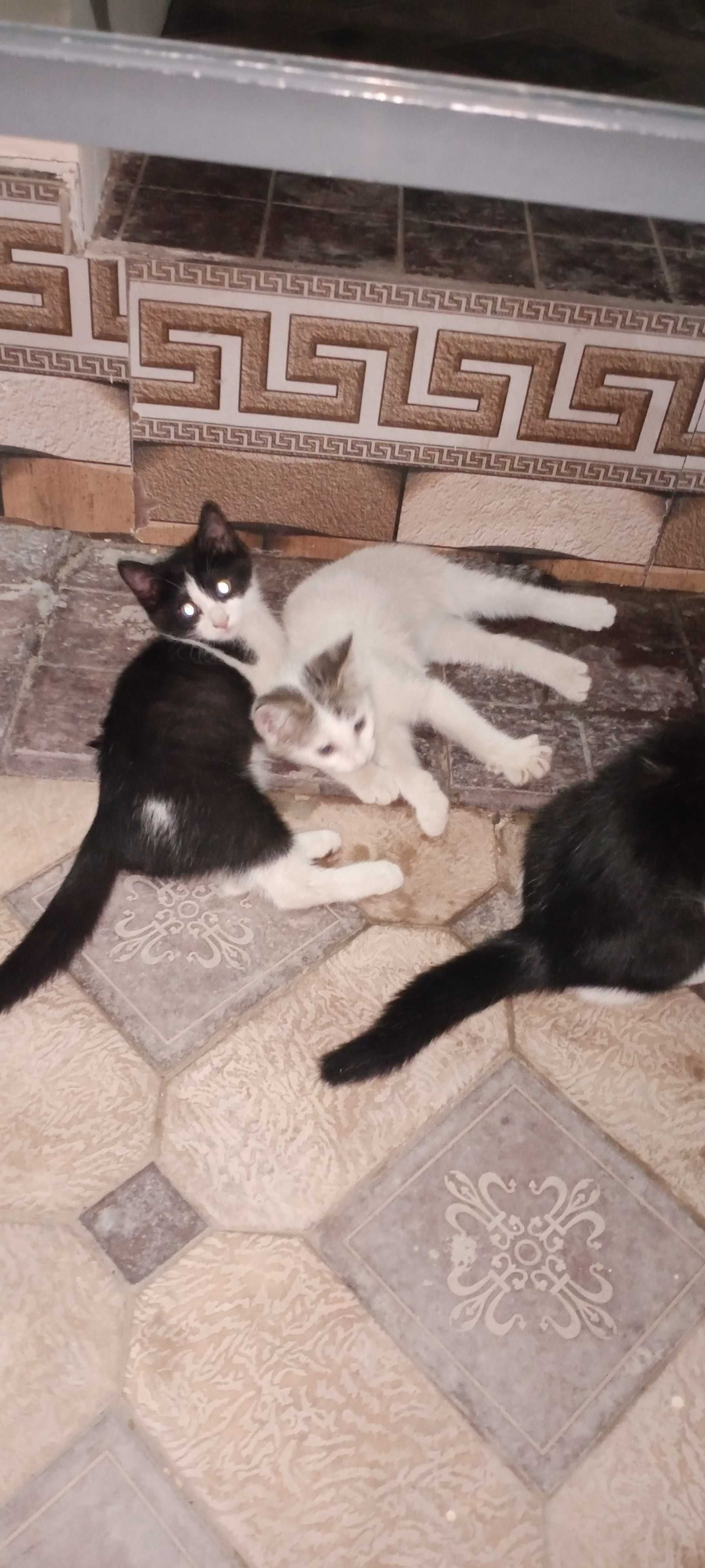 Мушуклар.Котята 3-мес.