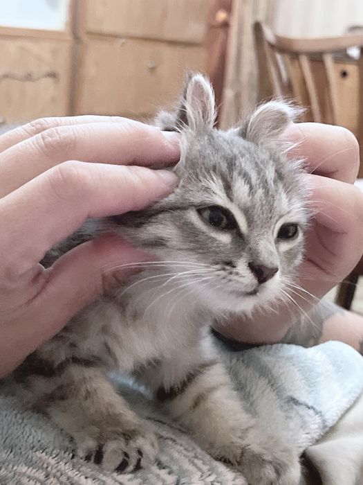 котенок в добрые руки