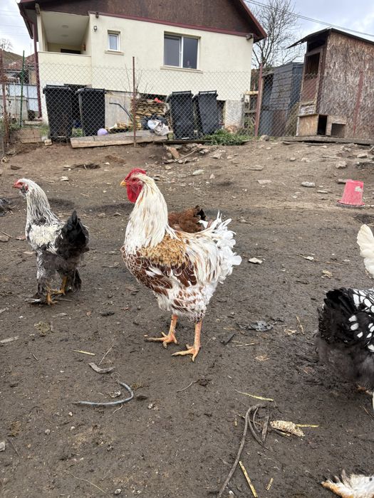 Cocosi tineri diferite rase