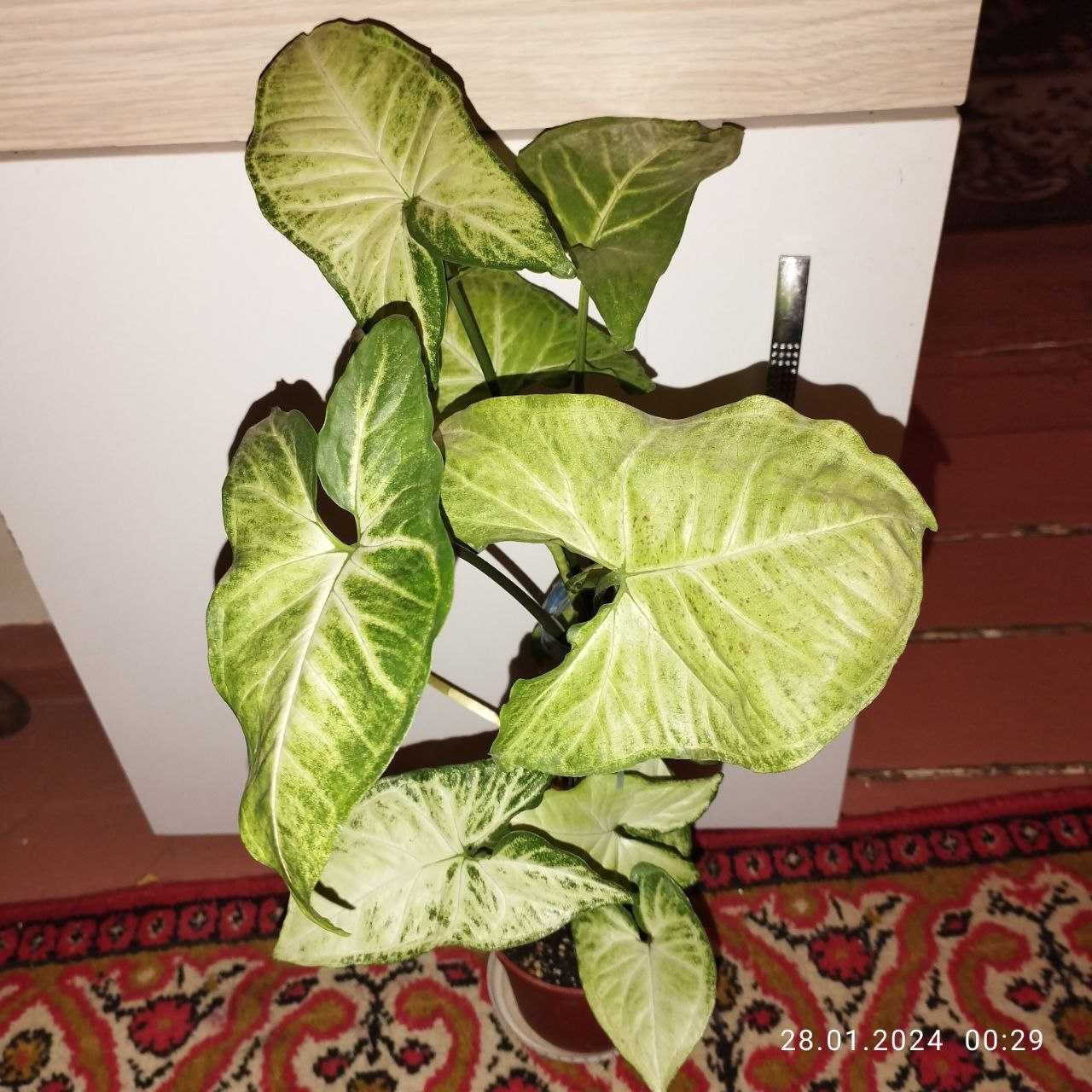 Сингониум сорт White Butterfly
