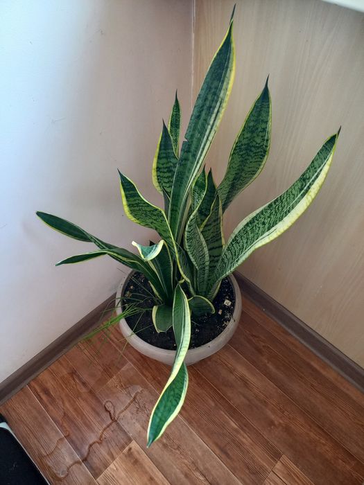 Продам комнатные цветы