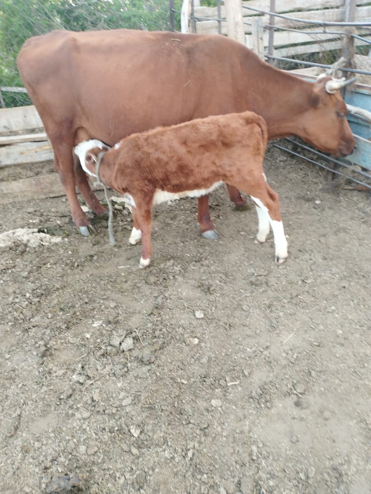 Корова с 8 месецным теленком. Дойные коровы. 10 литр молоко дают.