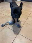 Ofer spre adoptie un bulldog francez