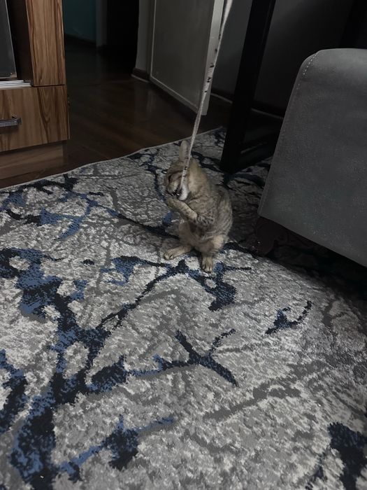 Котенок рыже-коричневый