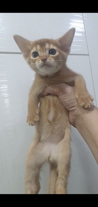 Продаётся Абессинский котята