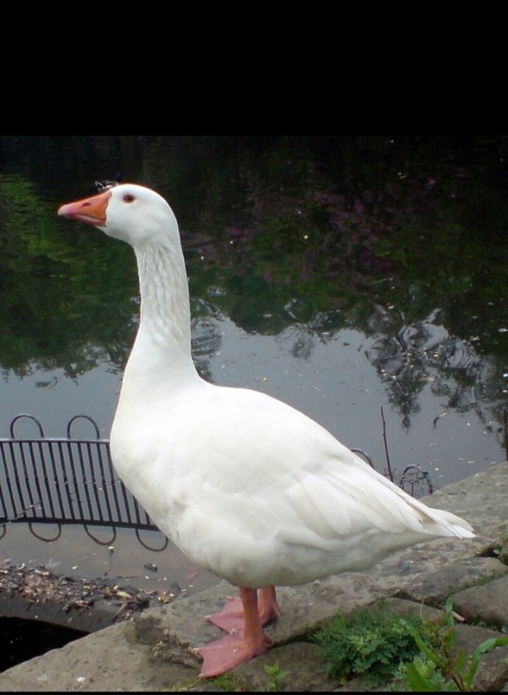 G'oz to'rt oylik