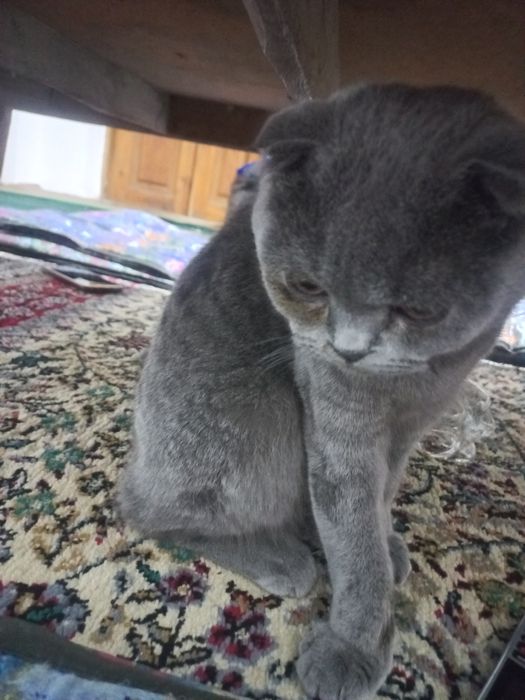 Skotiw fold ogil bolasi 1yow