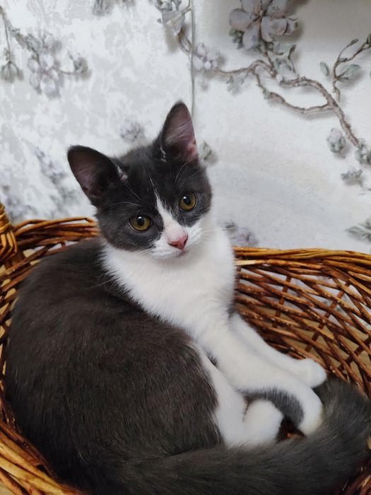 Отдам добрую кошку в добрые руки