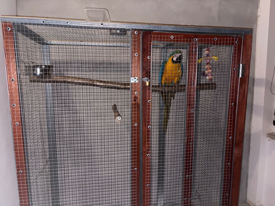 Ara cu pieptul galben FEMELA