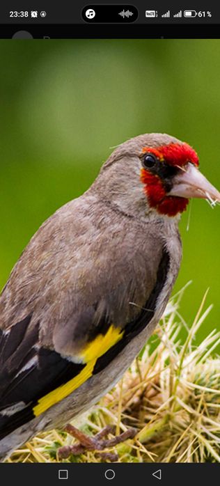 Продам птиц певчих