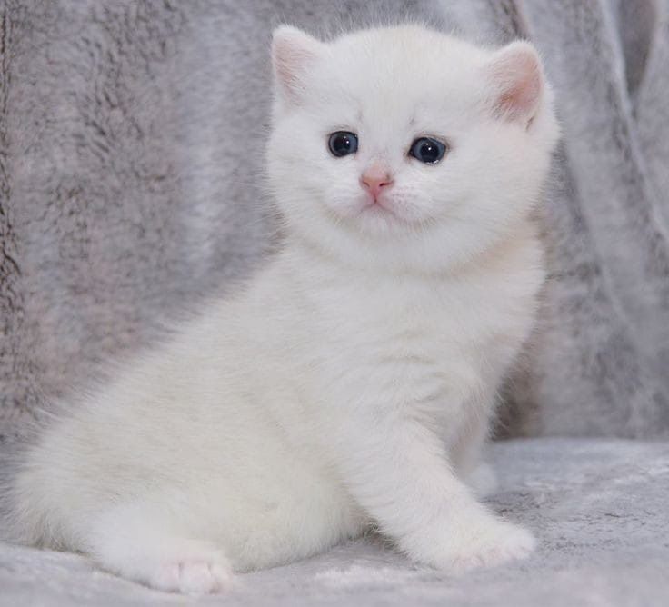 Британские чистокровные котята шиншила поинт!