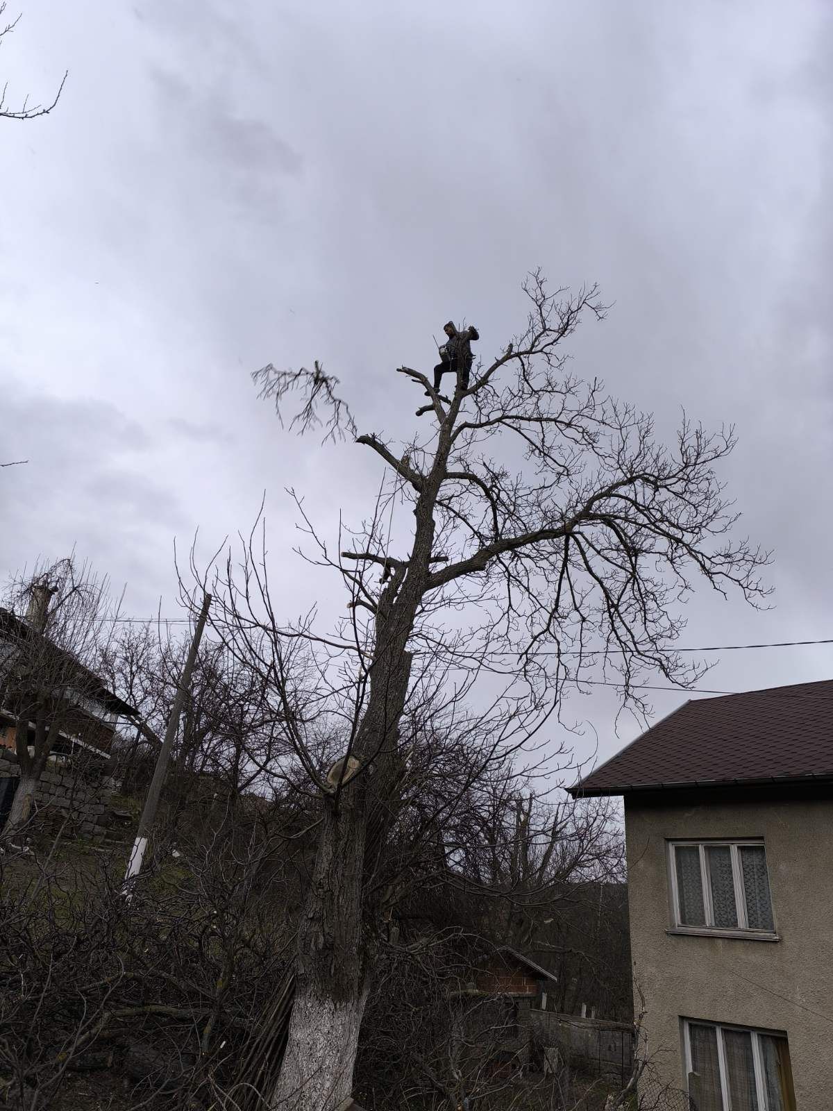 Рязане и кастрене на високи дървета