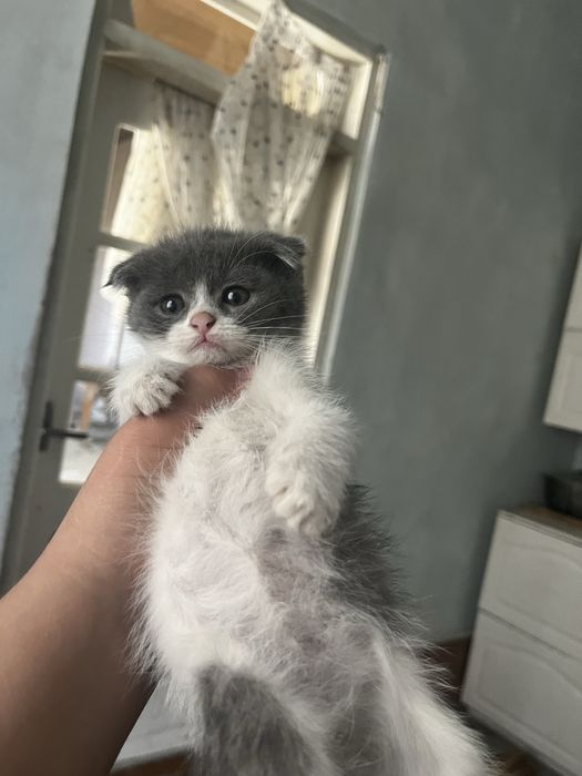 2oylikdan oshgan
