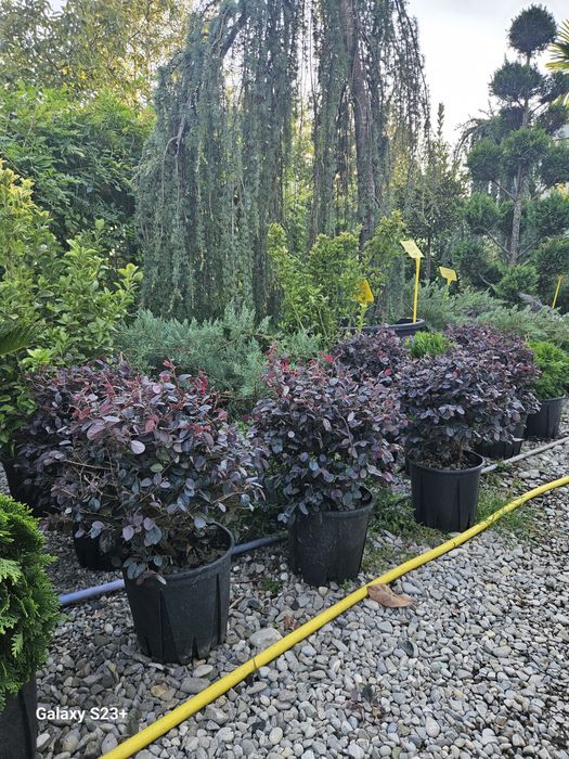 Vindem diferite speci de plante globulare