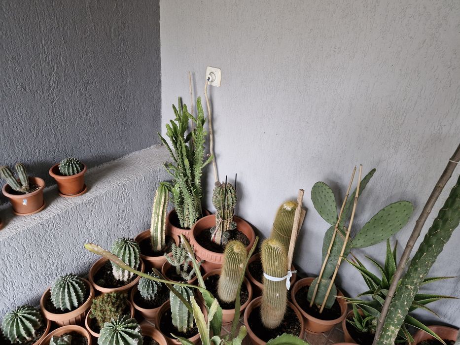 Cactusi exotici în ghiveci