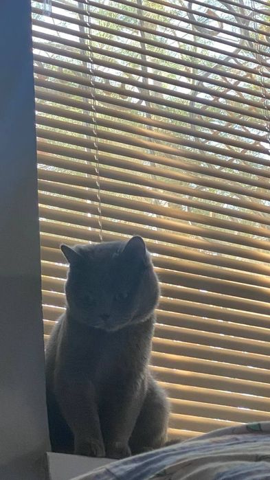 Mushuk sotiladi narhi 1500milyon kami bor